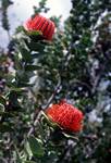 Pincushion Protea, Stirling Ranges, Australia
