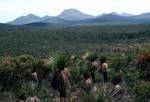 Grass Trees - 'Black Boys', Stirling Ranges, Australia