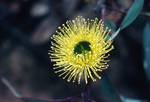 Yellow Flower, Stirling Ranges, Australia