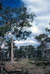 Bush Eucalyptus, Stirling Ranges, Australia