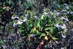 Blue Flowering Bush, Albany Area, Australia