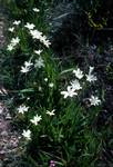 White Lilies, Albany Area, Australia