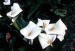 Arum Lilies, Albany Area, Australia
