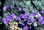 Lilac Flowers, Albany Area, Australia