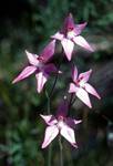Pink Lady Orchid, Denmark Area, Australia