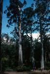 Giant Kari Trees, Denmark Area, Australia