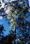 White Clematis, Pemberton, Australia