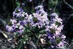 Lilac Flowers, Cape Leeuwin, Australia