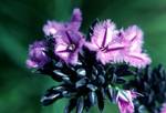 Purple Fringed Lily, Between Augusta & Perth, Australia