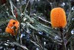 Orange Banksia, Perth, Australia