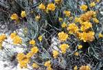 Yellow Flowers, Rottnest Island, Australia