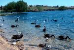 Lake Manger - Black Swans, Perth, Australia