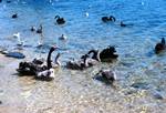 Lake Manger - Black Swans & Young, Perth, Australia