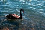 Lake Manger - Black Swan, Perth, Australia