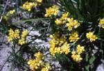 Yellow Flowers, On Way To New Norcia, Australia