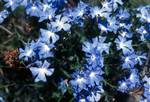 Blue Flowers, On Way To New Norcia, Australia