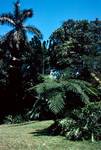 Botanical Gardens - Tropical Trees, Cairns, Australia