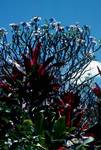 Botanical Gardens - Frangipani & Red Leaves, Cairns, Australia