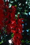 Botanical Gardens - Red Flower, Tree, Cairns, Australia