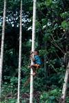 Boy Climbing Coconut Palm, Madang, Papua New Guinea