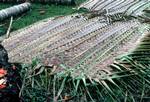 Island - Plaiting Palm Leaves, Madang, Papua New Guinea