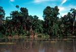 River Banks, Jungle, On Melanesian Explorer, Papua New Guinea