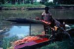 Man Making Sago at River, Timbunke, Papua New Guinea