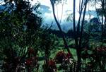 from Lodge Garden, Chimbu, Papua New Guinea