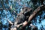 Koala, Melbourne Peninsula, Australia
