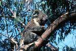 Koala, Melbourne Peninsula, Australia