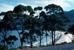 Eaglehawk Neck - View of Bay & Trees, Tasmania, Australia