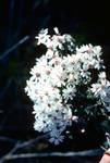 Eaglehawk Neck - White Flowers, Tasmania, Australia