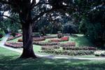 Botanic Gardens - Rose Garden, Hobart, Australia