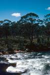 River Derwent - Loch Clair N Park, Tasmania, Australia