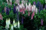 Lupins, Mount Cook Area, New Zealand