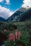 Lupins & Mountain, Mount Cook Area, New Zealand