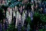 Lupins, Mount Cook Area, New Zealand
