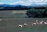 Paddocks, Sheep, Camaru, New Zealand