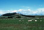 Paddock & Sheep, Camaru, New Zealand