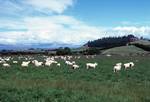Jim's Sheep Farm, Oamaru, New Zealand