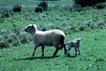 Marg's Ewe & Lamb, Camaru, New Zealand