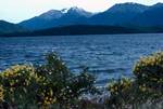 Lake & Yellow Lupins, Te Anau, New Zealand