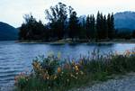 Lake, Yellow Lupins, Orange Poppies, Te Anau, New Zealand