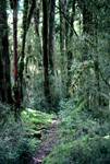 Path Through Rain Forest, Near Glade House, New Zealand
