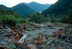 River Bed Near Glade House, Milford Track, New Zealand