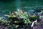 Ferns by River Bank, Milford Track, New Zealand