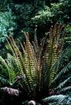 Ferns Uncurling, Milford Track, New Zealand