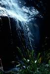 Waterfall & Wild Flax, Milford Track, New Zealand