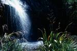 Waterfall & Wild Flax, Milford Track, New Zealand