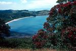 Bay & Red Tree, Waiheke Island, New Zealand
